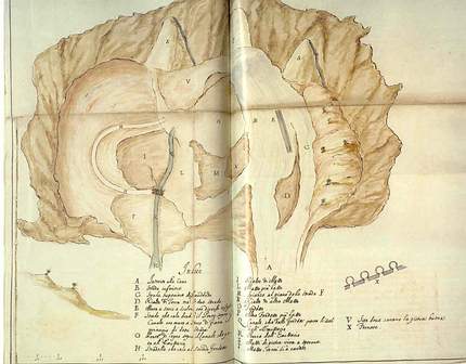 cavacciarid.jpg (23467 byte)